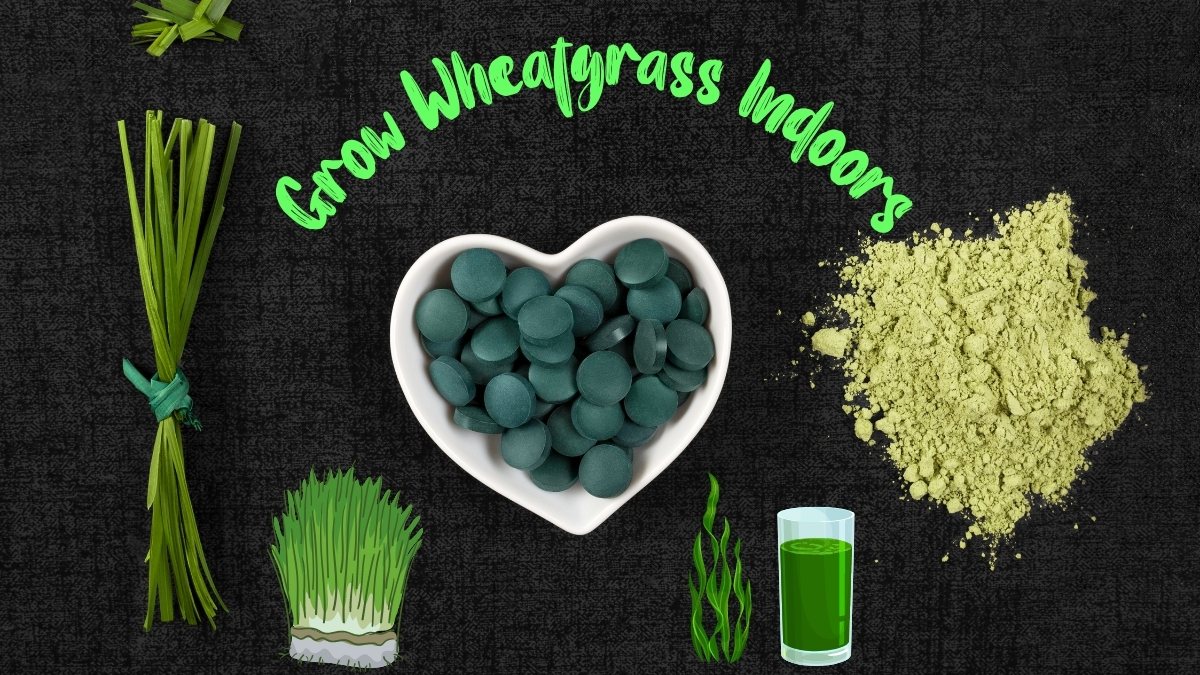 How To Grow Wheatgrass Indoors https://organicgardeningeek.com