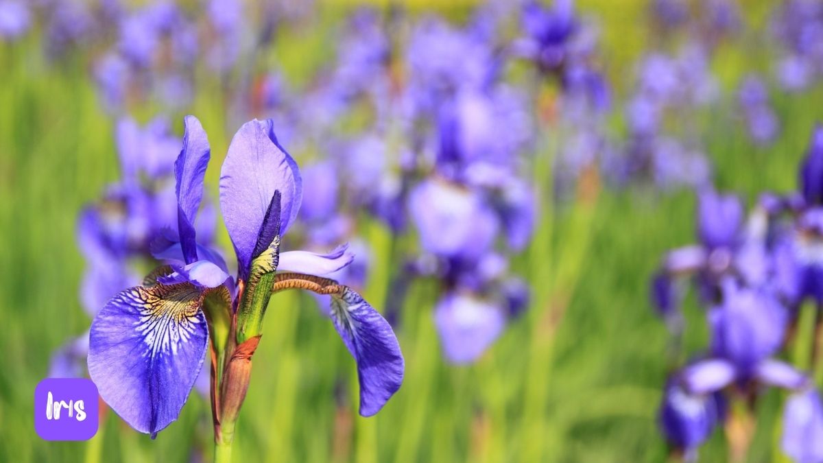 Purple Iris Flower https://organicgardeningeek.com