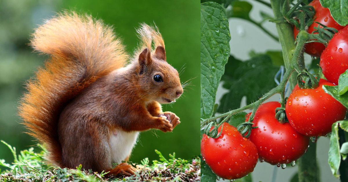 squirrels eat your tomatoes https://organicgardeningeek.com