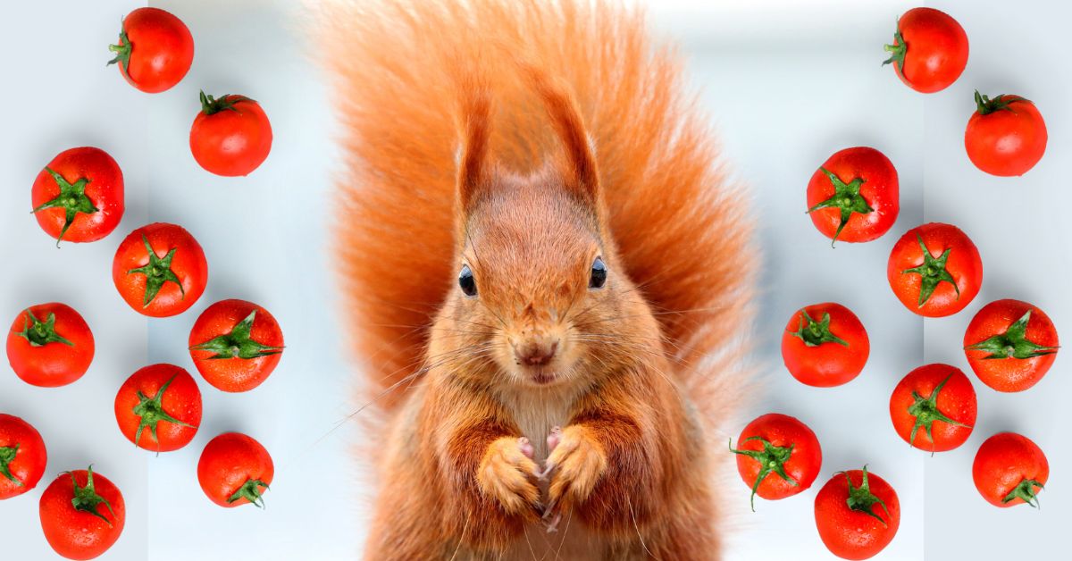 How to Protect Tomato Plants From Squirrels https://organicgardeningeek.com