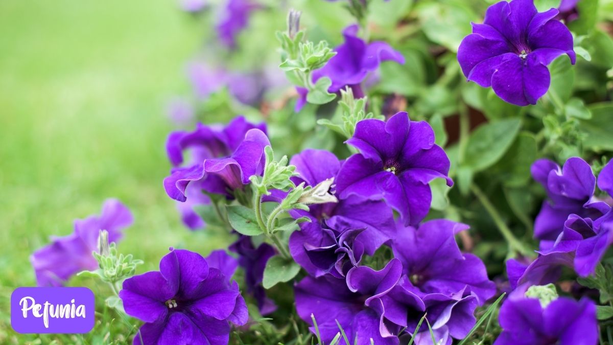 Purple Petunia Flower https://organicgardeningeek.com