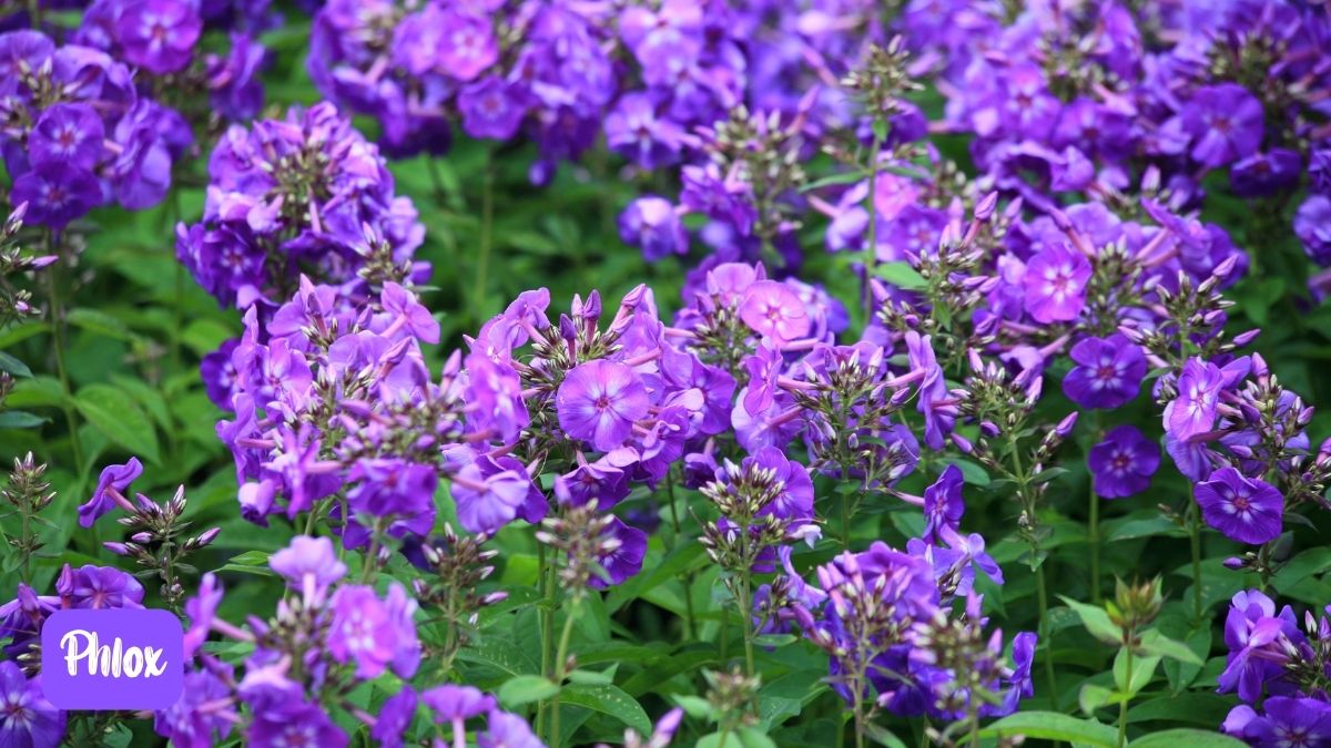 Purple Phlox Flower https://organicgardeningeek.com