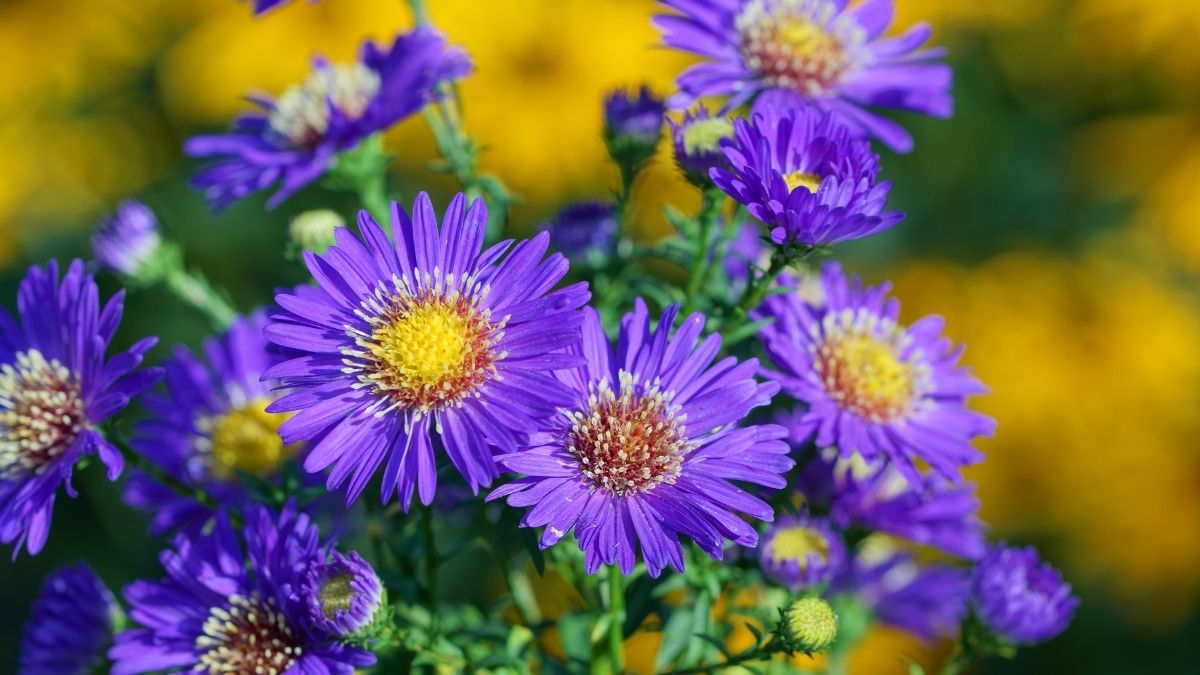 best plants with purple flowers https://organicgardeningeek.com
