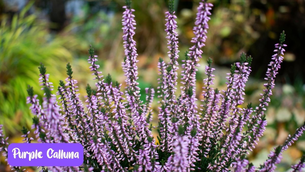 Purple Calluna Flower https://organicgardeningeek.com