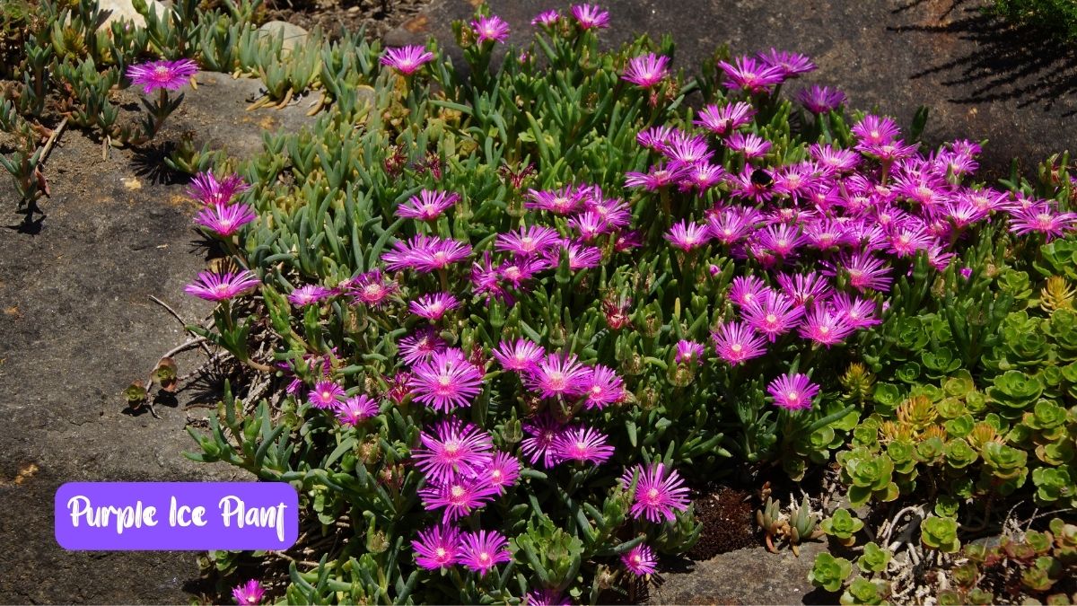Purple Ice Plant (Delosperma cooperi) https://organicgardeningeek.com