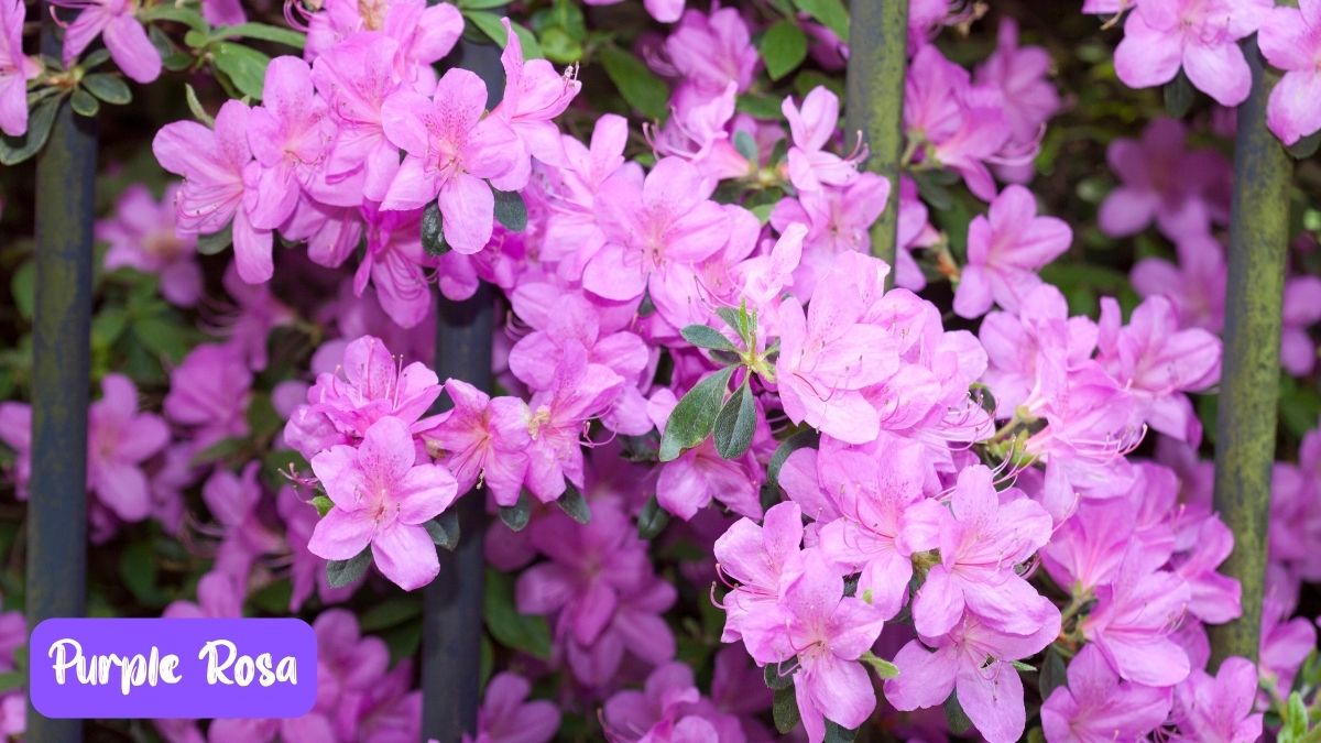 Purple Rosa Flower https://organicgardeningeek.com