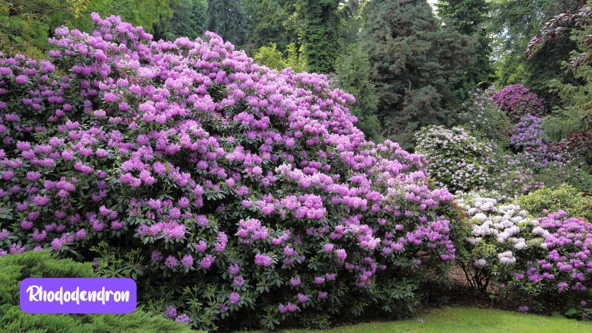 Rhododendron https://organicgardeningeek.com