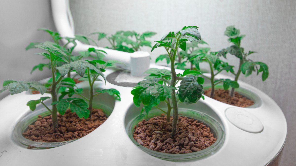 Aeroponics plants growing tomatoes - Aeroponic farming https://organcigardeningeek.com