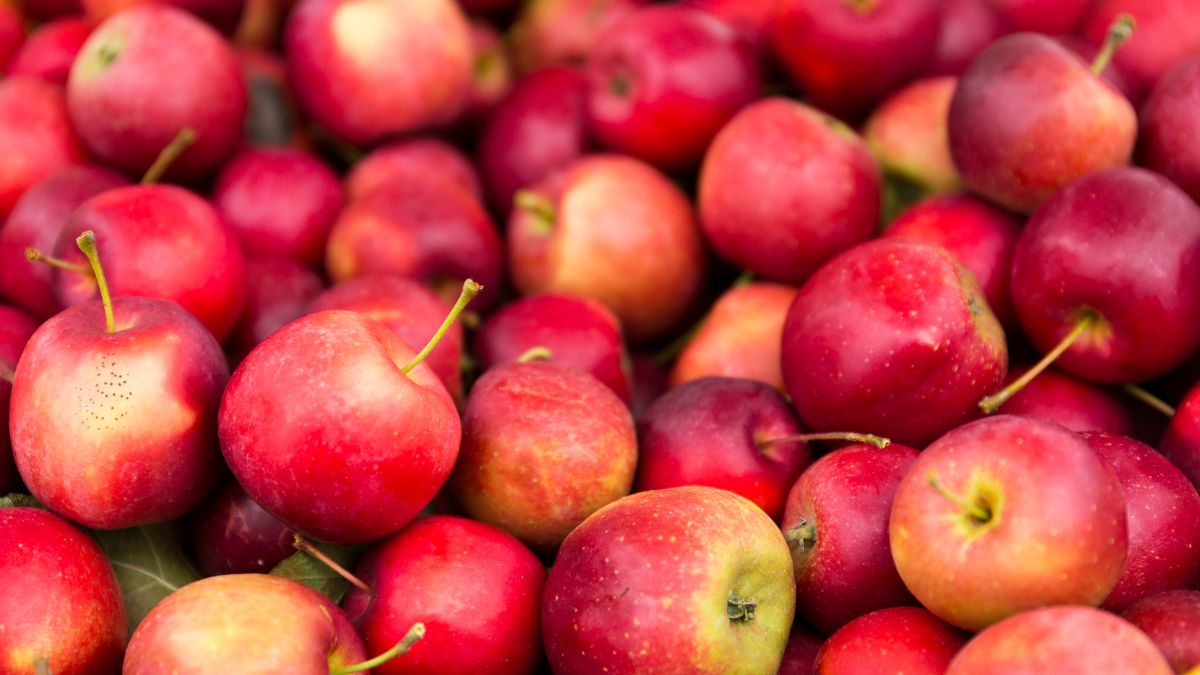 You are currently viewing How to Properly Store Apples for Long-Term Freshness In 4 Steps?