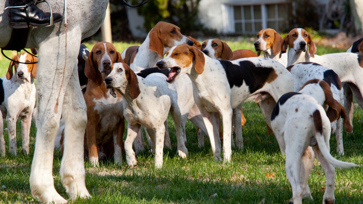 The American Foxhound dog breed for garden and backyards https://organicgardeningeek.com