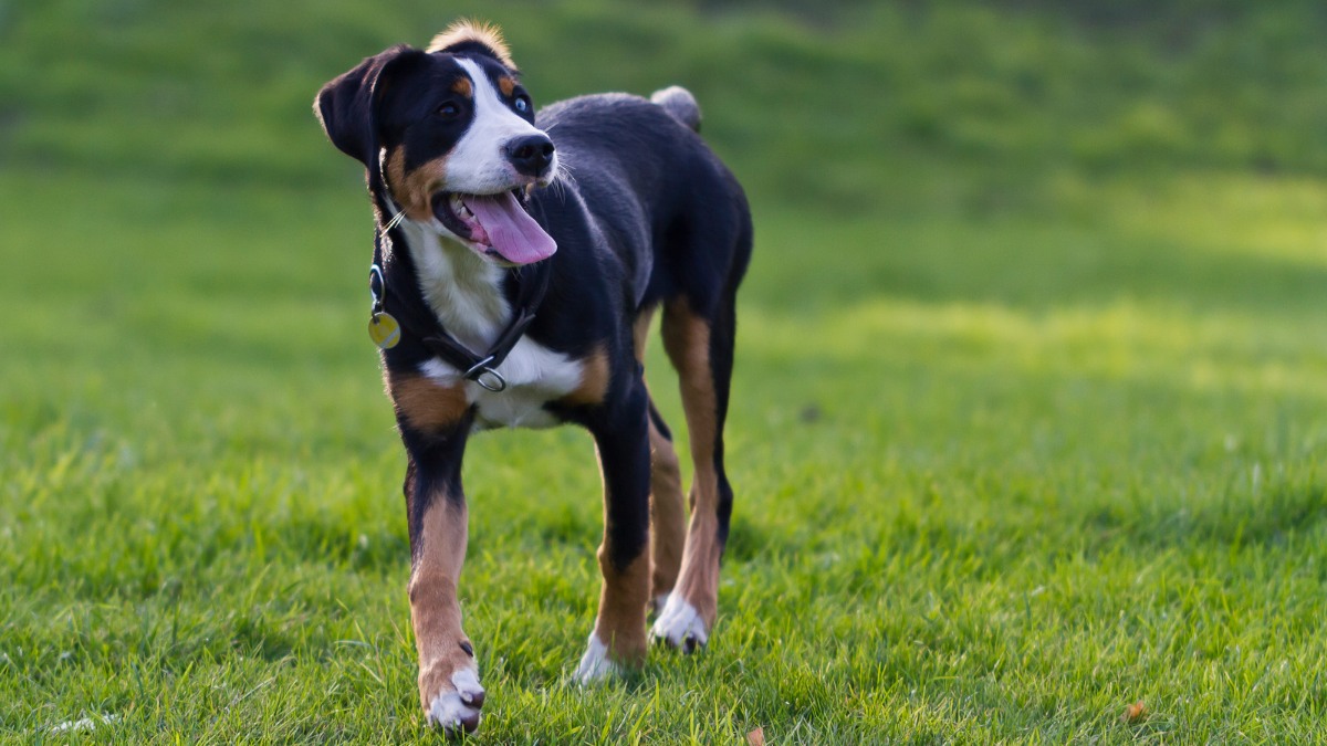 The Greater Swiss Mountain Dog - Intelligent and Adaptable Breed - best outdoor dogs for garden https://organicgardeningeek.com