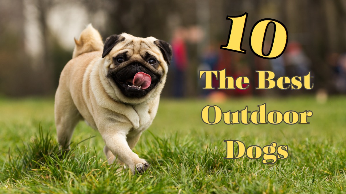 You are currently viewing 10 Backyard Friendly Dog Breeds for Active Families and Gardeners: Find Your Perfect Companion Now!