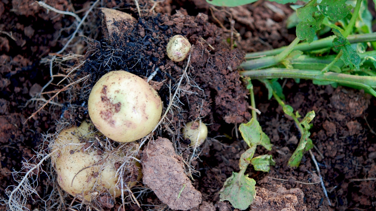 Read more about the article How to Grow Potatoes in Florida 101: A Complete Guide (And An Awesome Recipe!)