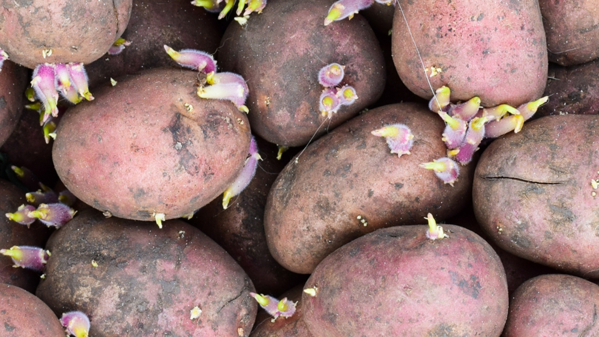 The Potato Varieties Not Suitable for Florida https://organicgardeningeek.com