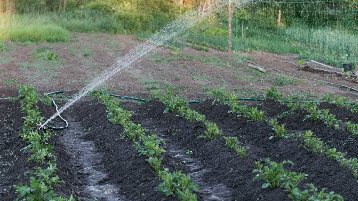 How long do potatoes take to grow? - Watering Potatoes https://organicgardeningeek.com