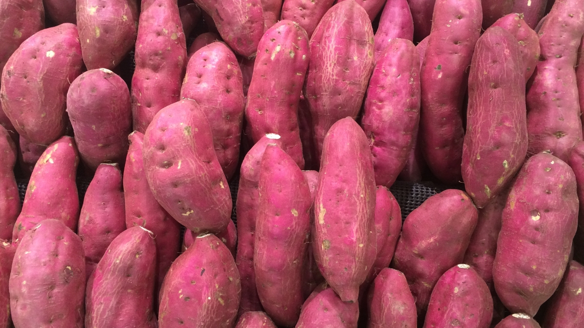 growing sweet potatoes - How to grow sweet potatoes https://organicgardeningeek.com