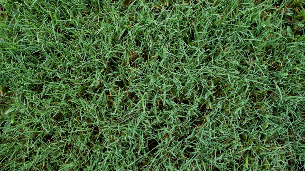 Bermuda grass https://organicgardeningeek.com