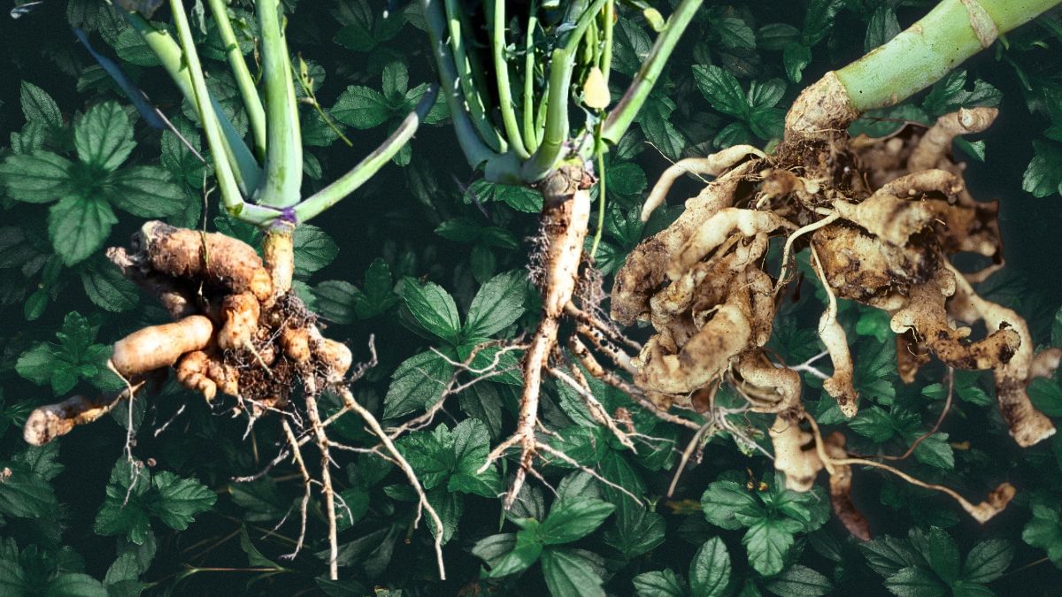 Clubroot on plants and how to cure it https://organicgardeningeek.com