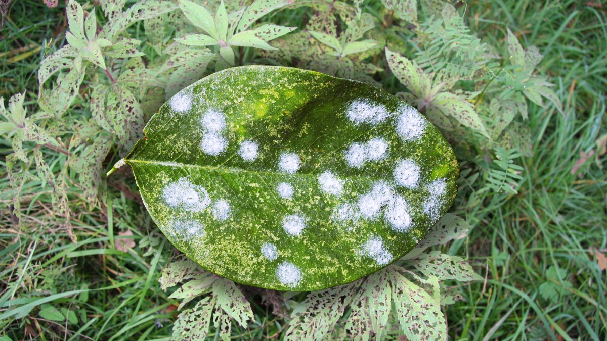 Read more about the article Tackling Top 30 Most Common Plant Diseases: (Identification, Prevention & Natural Control Methods)