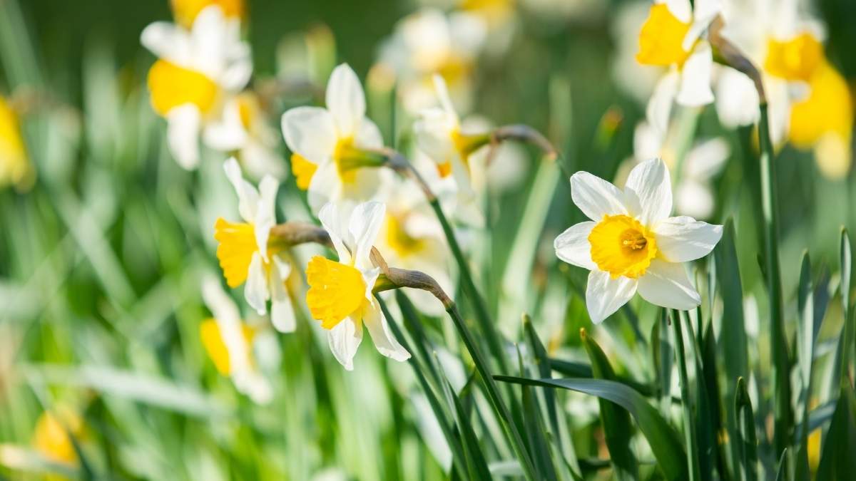 March birth flower: The Dainty Daffodil https://organicgardeningeek.com