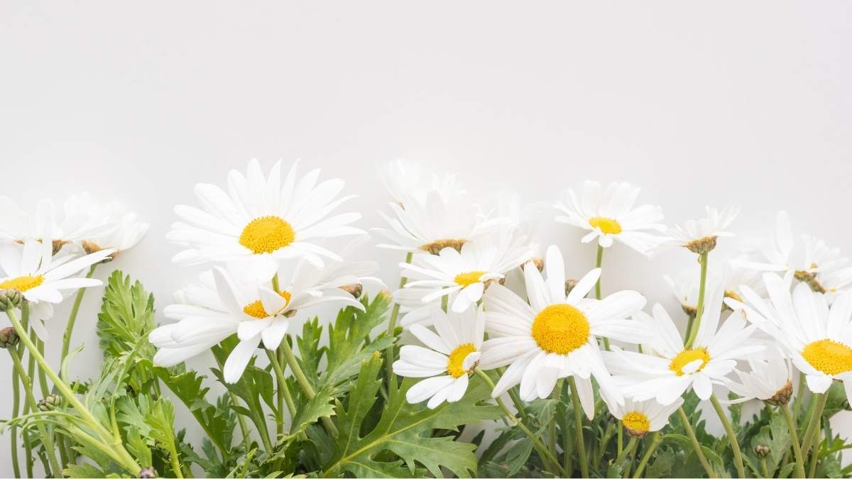 April birth flower: The Blooming Daisy https://organicgardeningeek.com