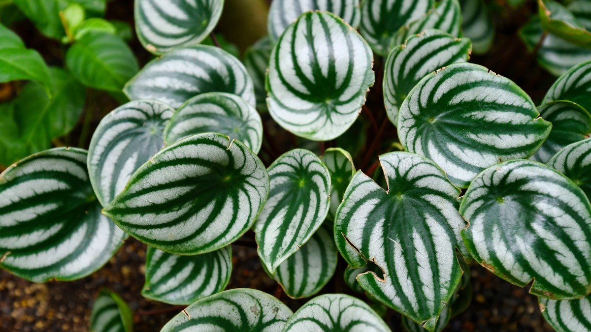 Read more about the article The Ultimate Peperomia Plant Care Guide: Tips, Tricks and More for Healthy Indoor Plants