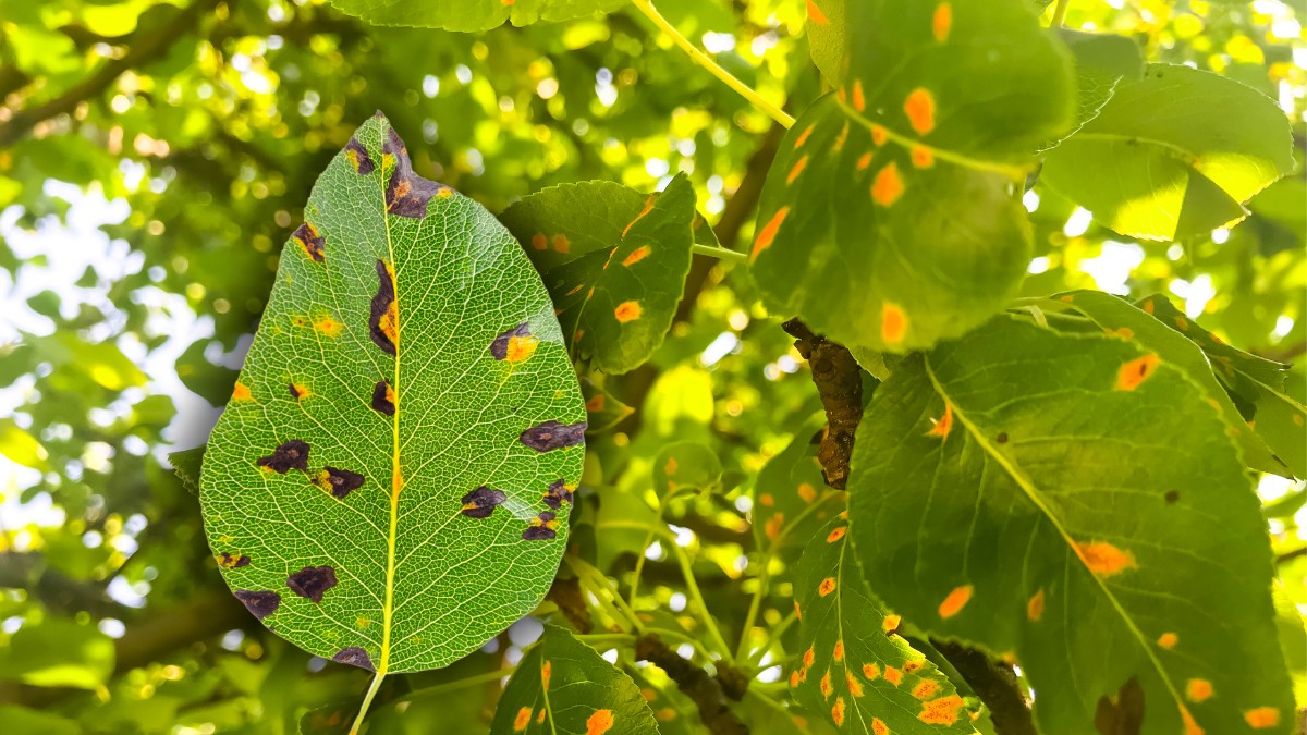 Curing leaf spot disease on plants https://organicgardeningeek.com