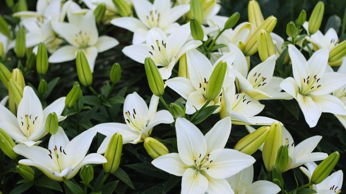 May birth flower: The Majestic Lily of the Valley https://organicgardeningeek.com