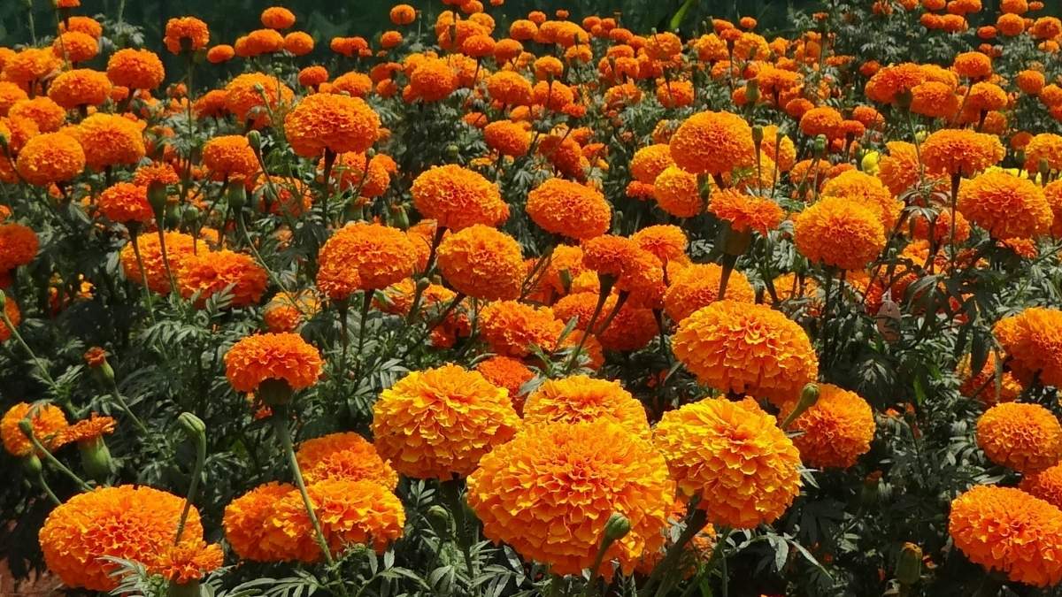 October birth flower: The Mysterious Marigold https://organicgardeningeek.com