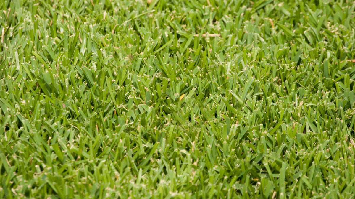 St. Augustine grass https://organicgardeningeek.com