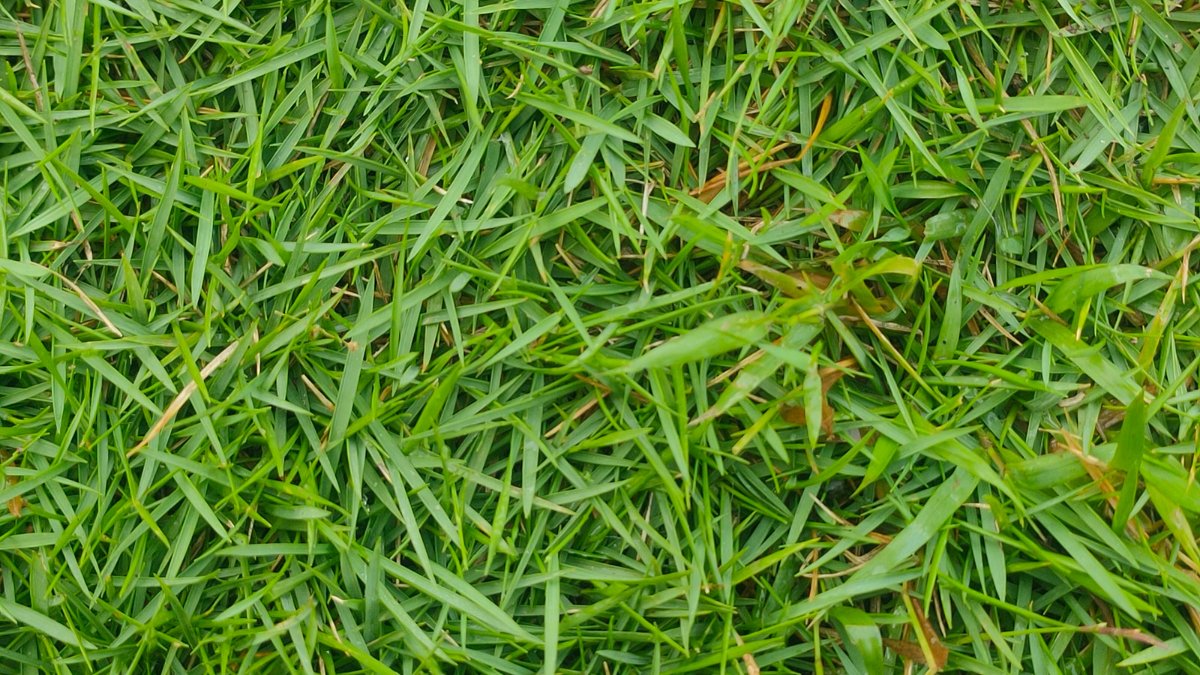 Best grasses for southern california - Zoysia grass https://organicgardeningeek.com