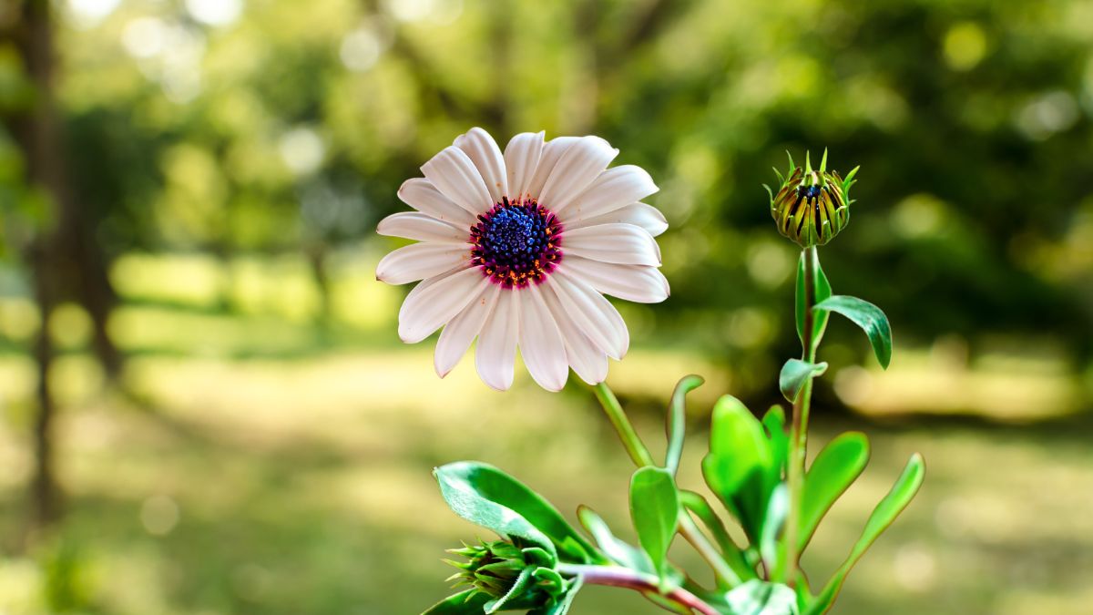 Read more about the article African White Daisy 101: Expert Tips To Grow A Brilliant Addition to Your Garden