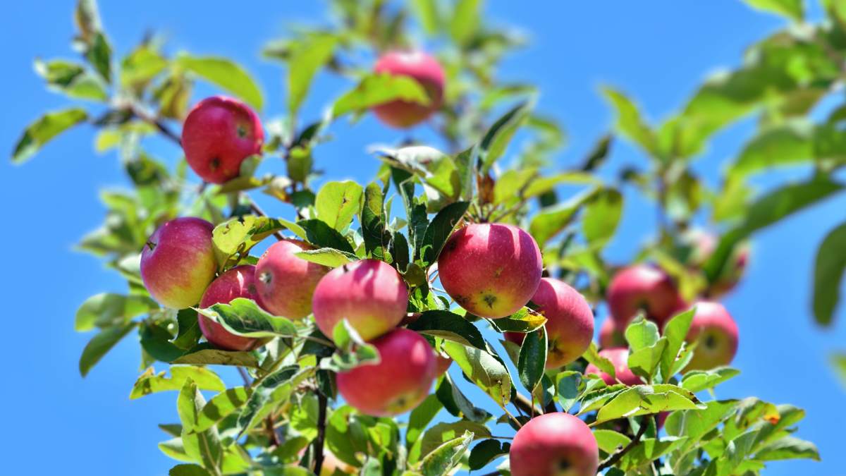 You are currently viewing 19+ Apple Tree Problems: Ultimate Guide to Disease Diagnosis and Cure