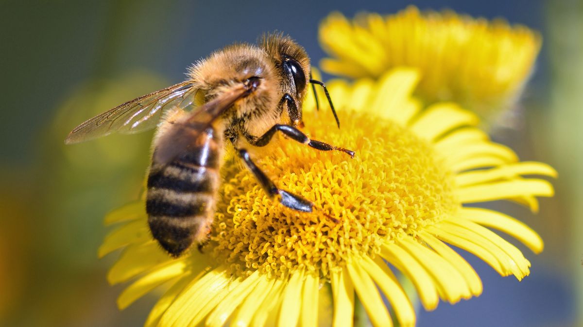 Bee friendly flowers and plants https://organicgardeningeek.com