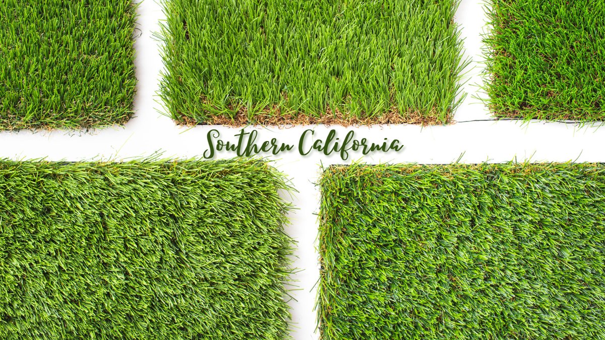 Read more about the article The 5 Best Grasses for Southern California (With Pictures)