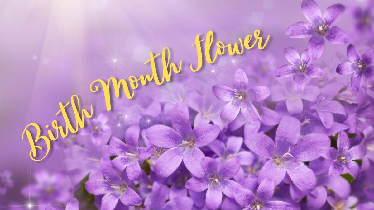 Read more about the article 12-Month Birth Flowers: Unveiling the Floral Gems of Each Month