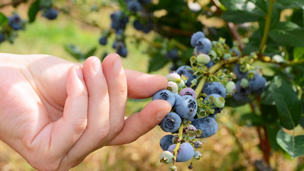 Read more about the article Where to Buy Blueberry Plants in Maryland: A Complete Guide