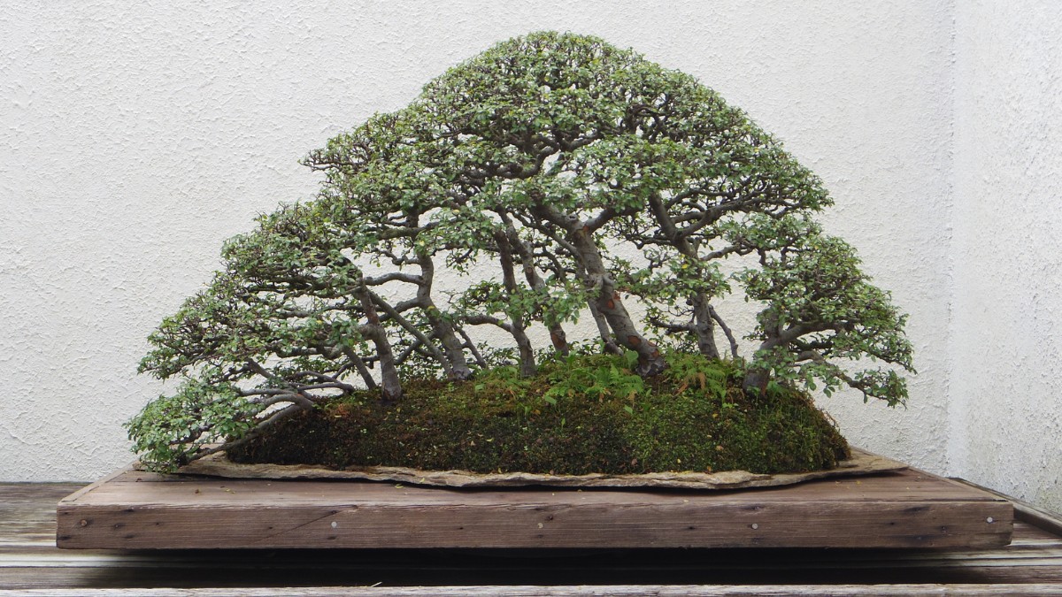 bonsai tree for beginners https://organicgardeningeek.com