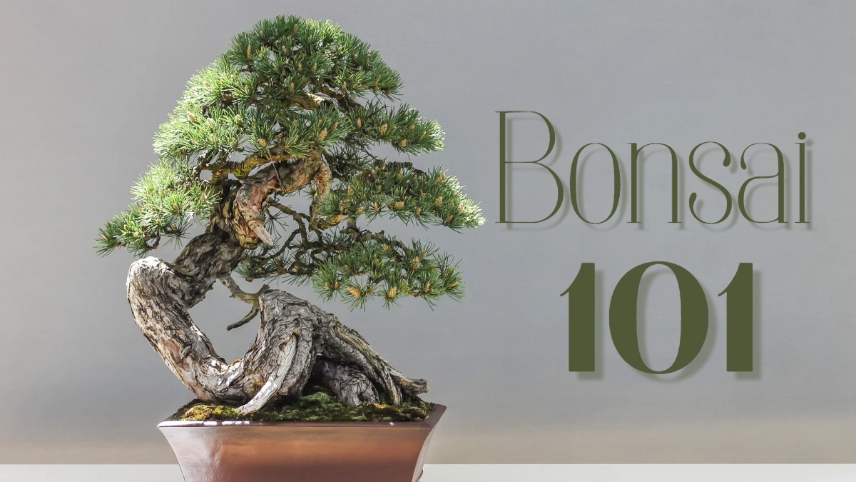Read more about the article How to Pick a Bonsai Tree That’s Right for You (The Ultimate Guide!)