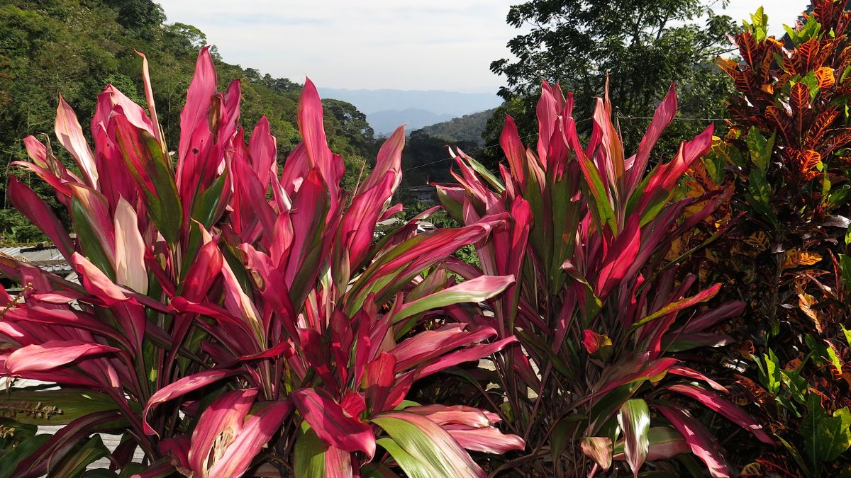 You are currently viewing Cordyline Plant: The Complete Guide to Care, Types, and Varieties