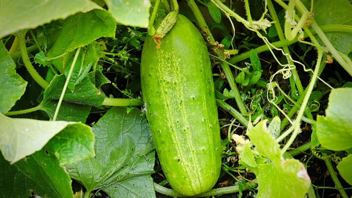 when should I harvest cucumbers https://organicgardeningeek.com