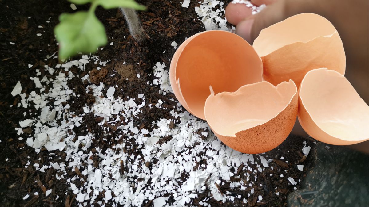 You are currently viewing How to Boost Plant Growth with Eggshells and Coffee Grounds?