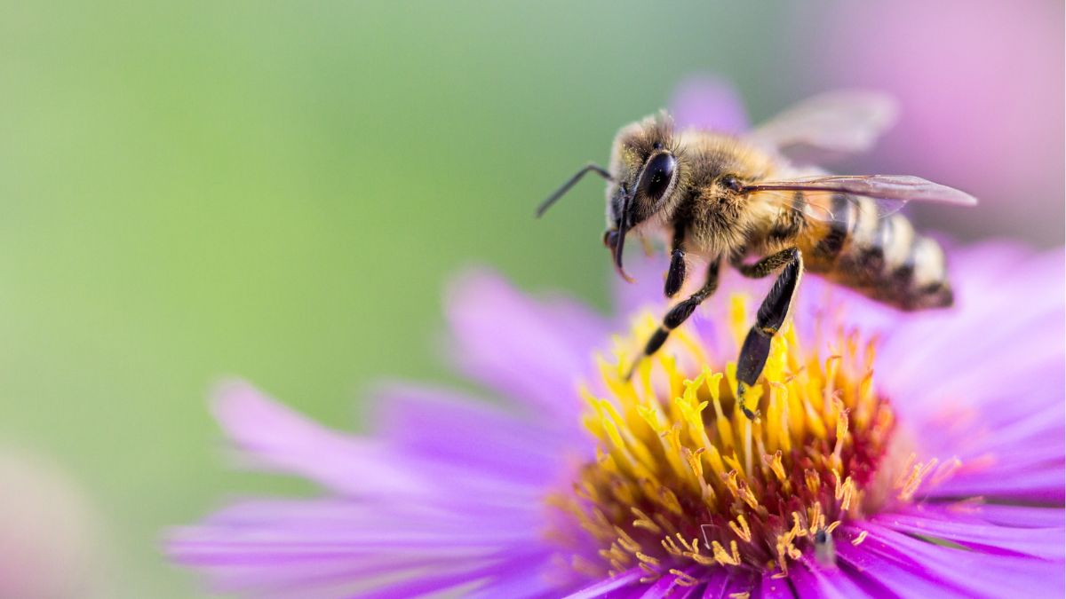 Bee friendly pest control https://organicgardeningeek.com