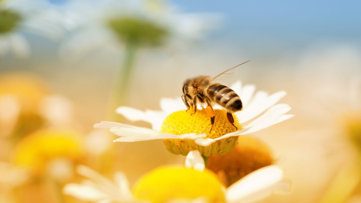 How to Attract Bees to Your Garden https://organicgardeningeek.com