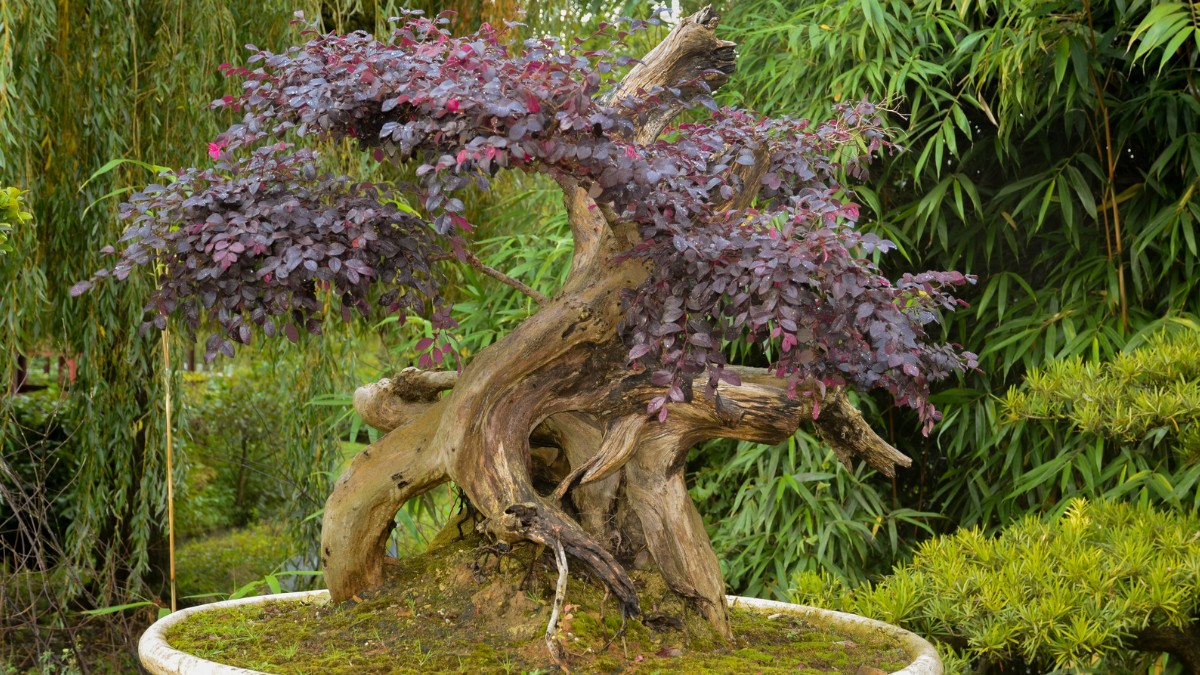 bonsai tree sources https://organicgardeningeek.com