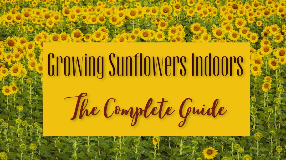 You are currently viewing Growing Sunflowers Indoors: A Beginner’s Guide