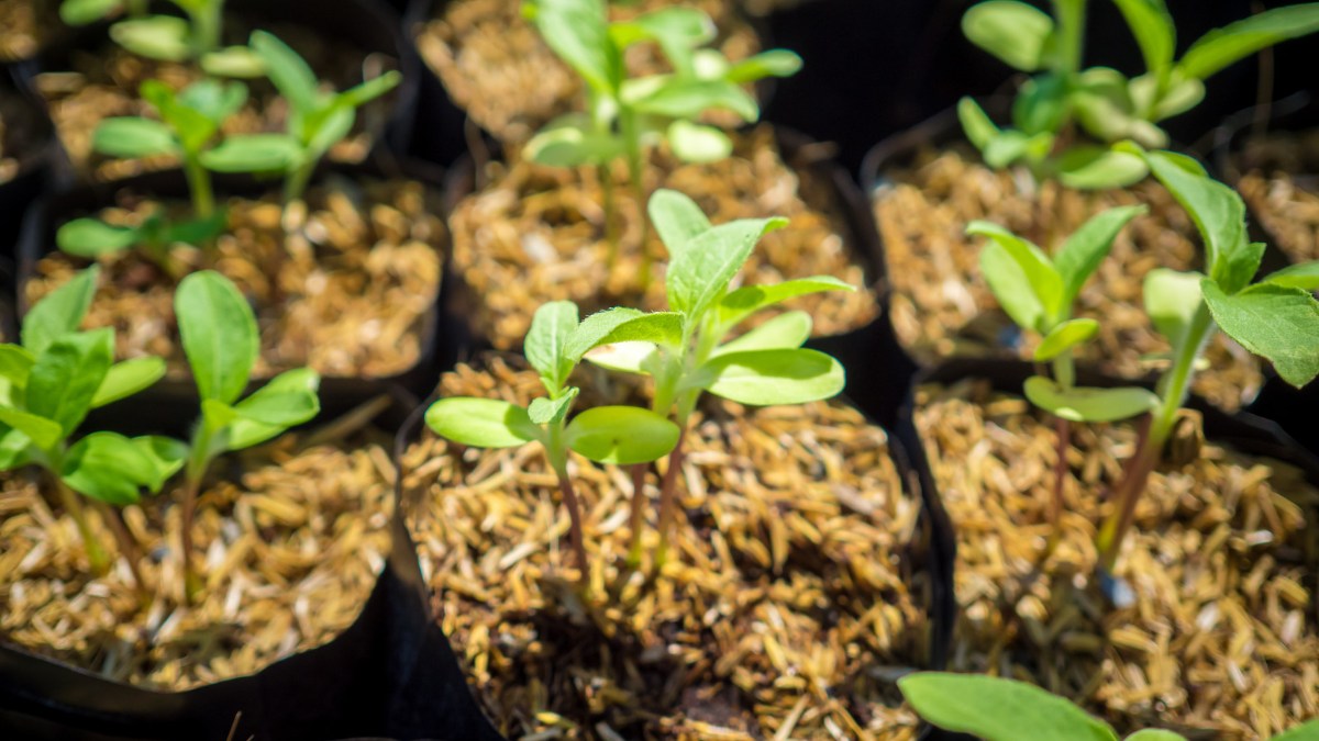 Transplanting sunflower seedlings in pots https://organicgardeningeek.com
