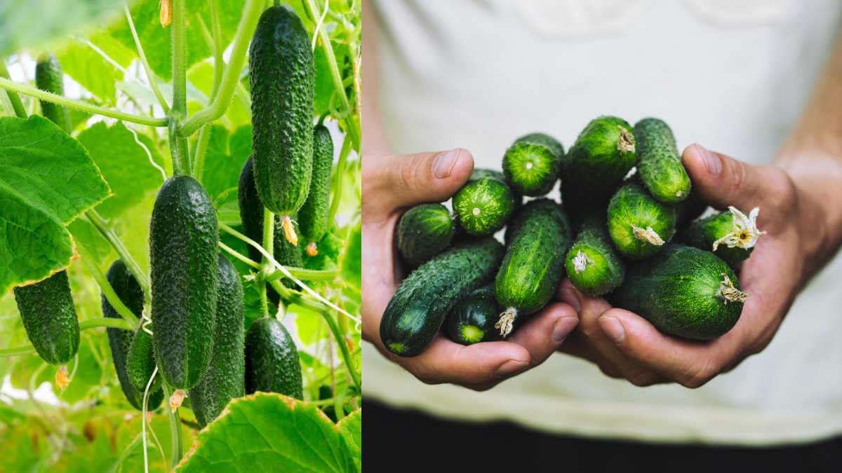 When to hrvest cucumbers https://organicgardeningeek.com/