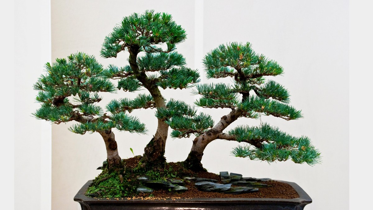 bonsai tree species https://organicgardeningeek.com
