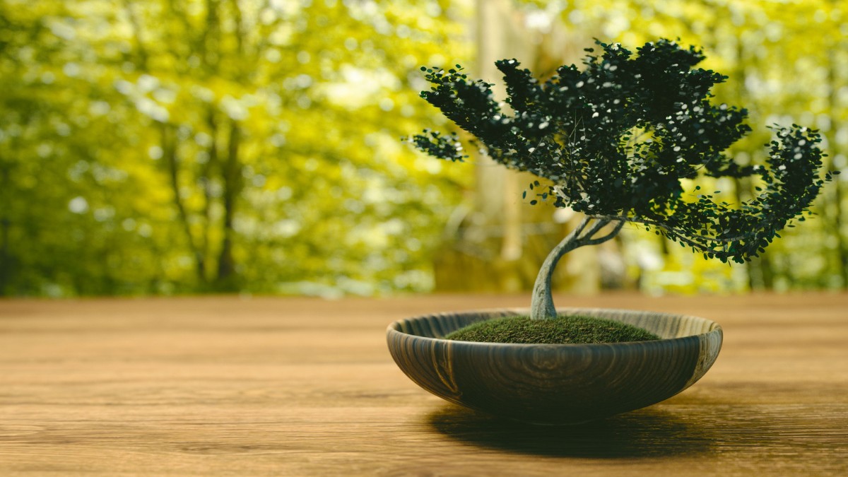 How to Choose a Bonsai Tree Based on Your Style Preferences https://organicgardeningeek.com